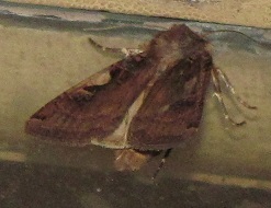 Xestia (Megasema) c-nigrum, Noctuidae